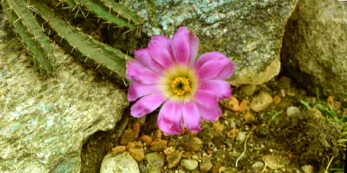 echinocereus pentalophus